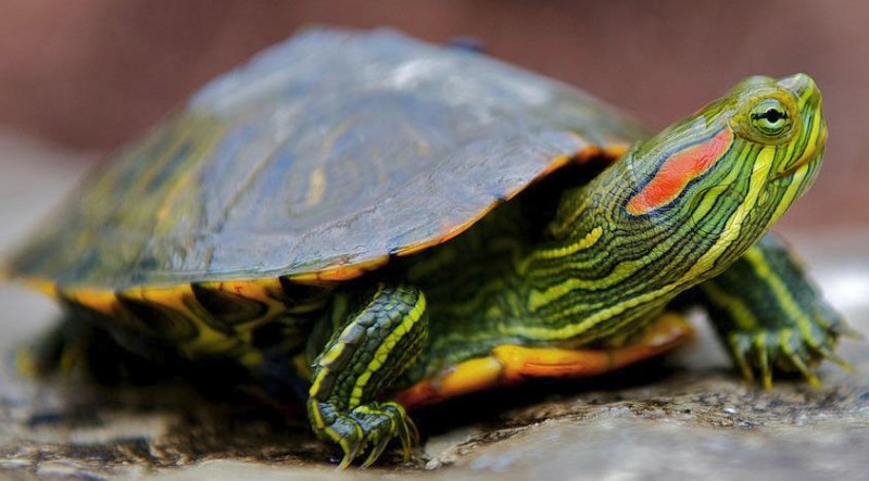 Особенности содержания красноухих черепах в аквариуме