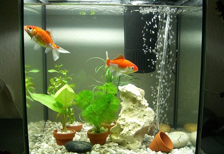 Фильтры для очистки воды в аквариуме: виды и описание