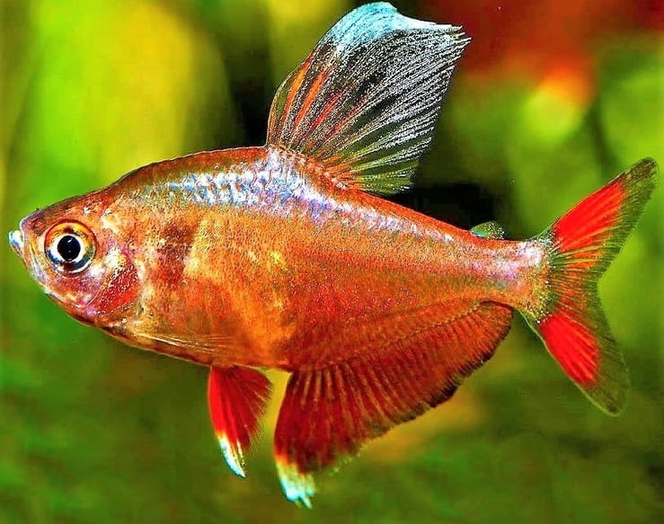  Орнатус рыбка красная