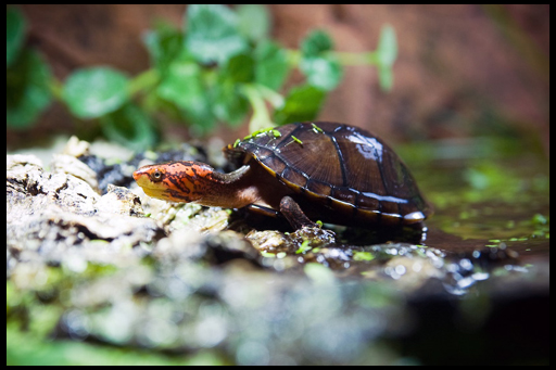 Аквариумные черепахи: виды, особенности ухода и содержания