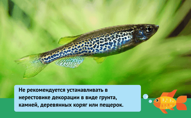 Размножение данио (разведение в домашних условиях): в общем аквариуме, нерест, как отличить самку от самца, беременная самка, икра, мальки