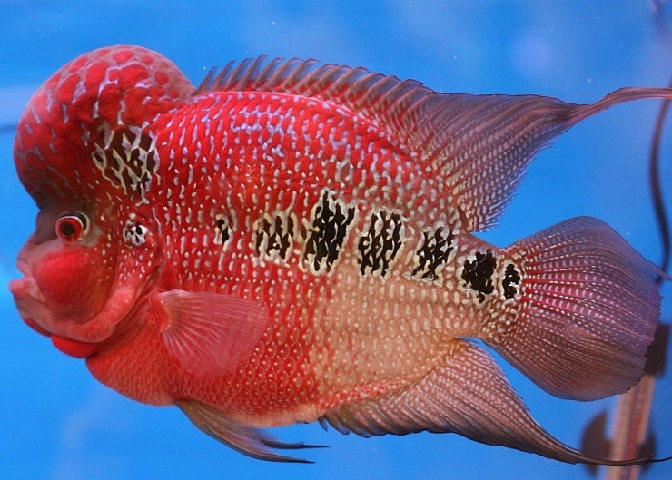 Флаверхорн рыба