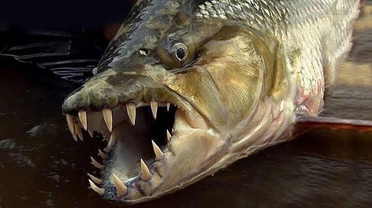 Описание рыбы голиаф, особенности обитания и содержания — RibnyDom.Ru