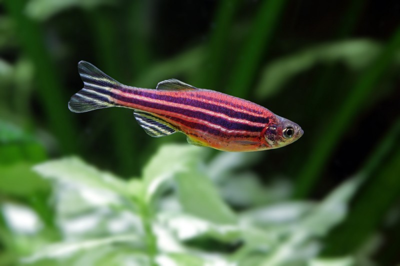 Аквариумная рыбка данио рерио: содержание, размножение и уход