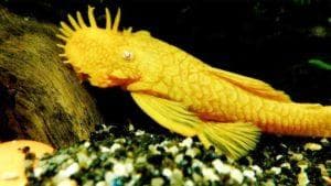 Анциструс золотой (альбинос, аквариумный желтый сом, белый): содержание, совместимость, размножение, фото, отзывы, аквариум, продолжительность жизни
