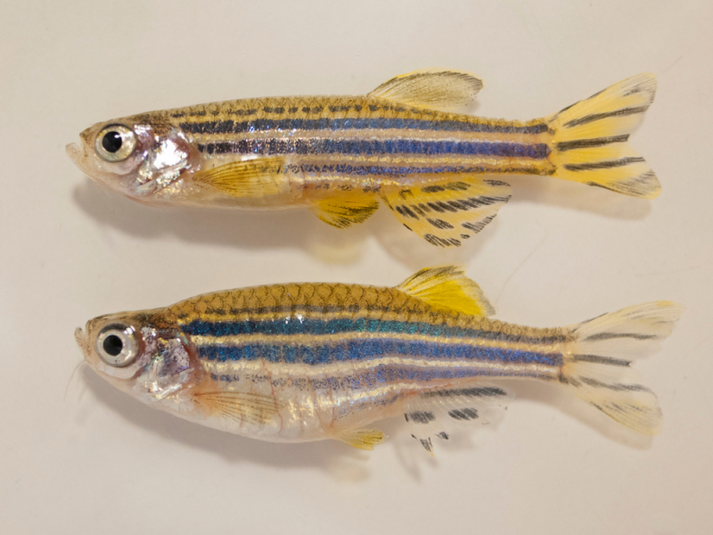 Аквариумная рыбка данио рерио: содержание, размножение и уход