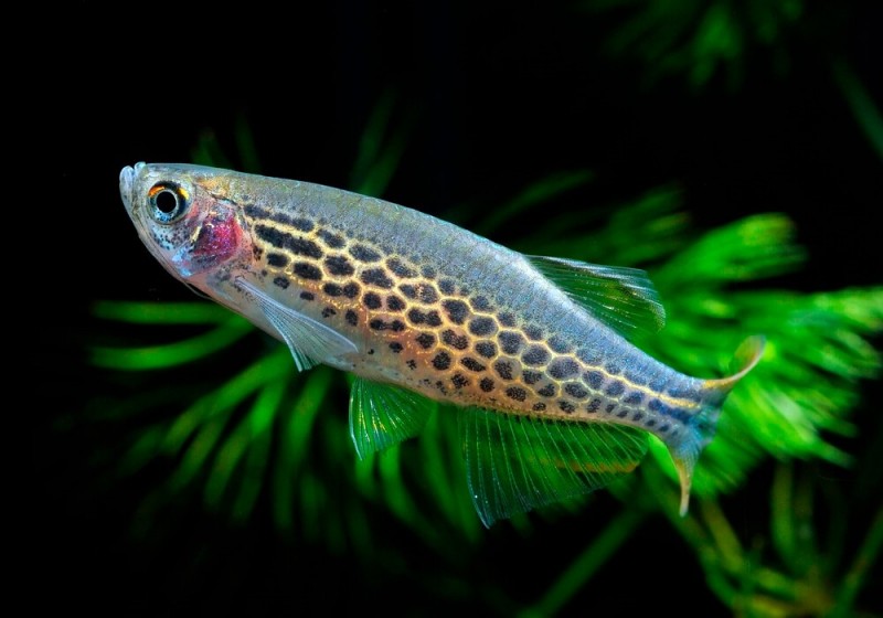 Разведение и размножение рыбок Данио: пошаговая инструкция