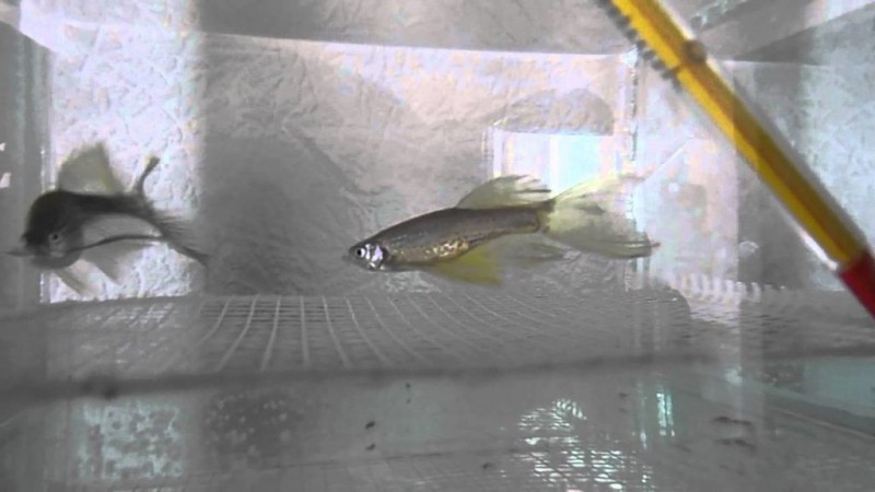 Разведение и размножение рыбок Данио: пошаговая инструкция