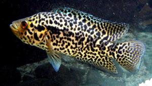 Манагуанская цихлазома (цихлида ягуар): содержание рыбки, уход, кормление, совместимость, размножение, болезни