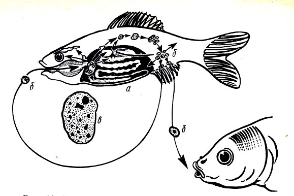 Ихтиофоноз у аквариумных рыбок