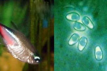 Плистофороз у аквариумных рыб