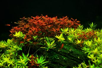 Как выращивать водоросли в домашних условиях