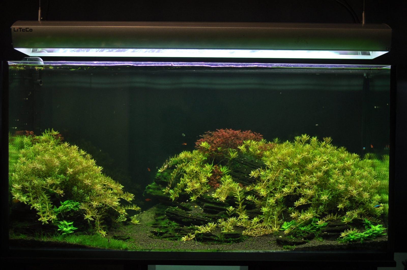 Как выращивать водоросли в домашних условиях