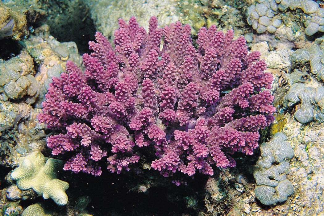 Коралл акропора. Основные достоинства вида