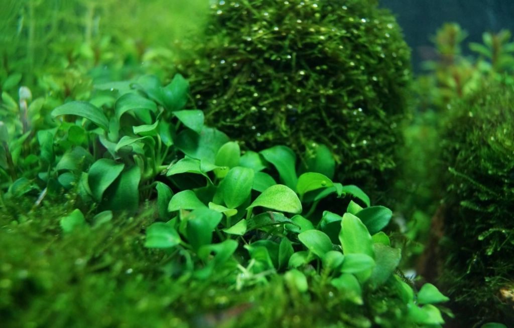 Аквариумные водоросли: польза и вред