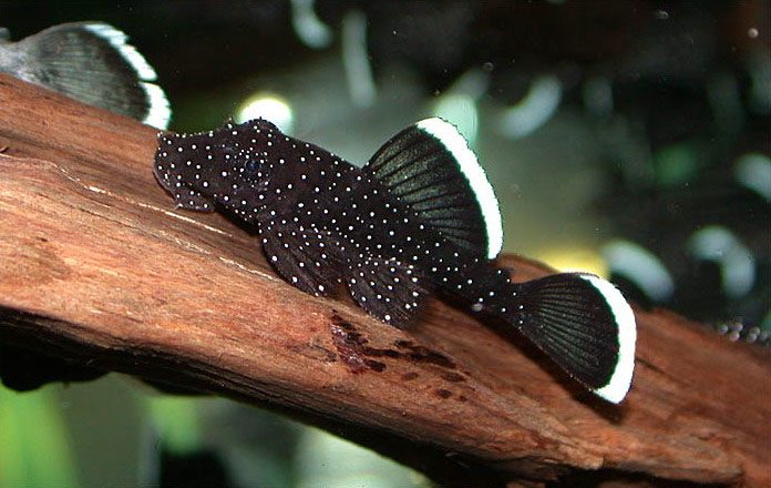 Анциструс зведчатый: Красивая аквариумная рыбка