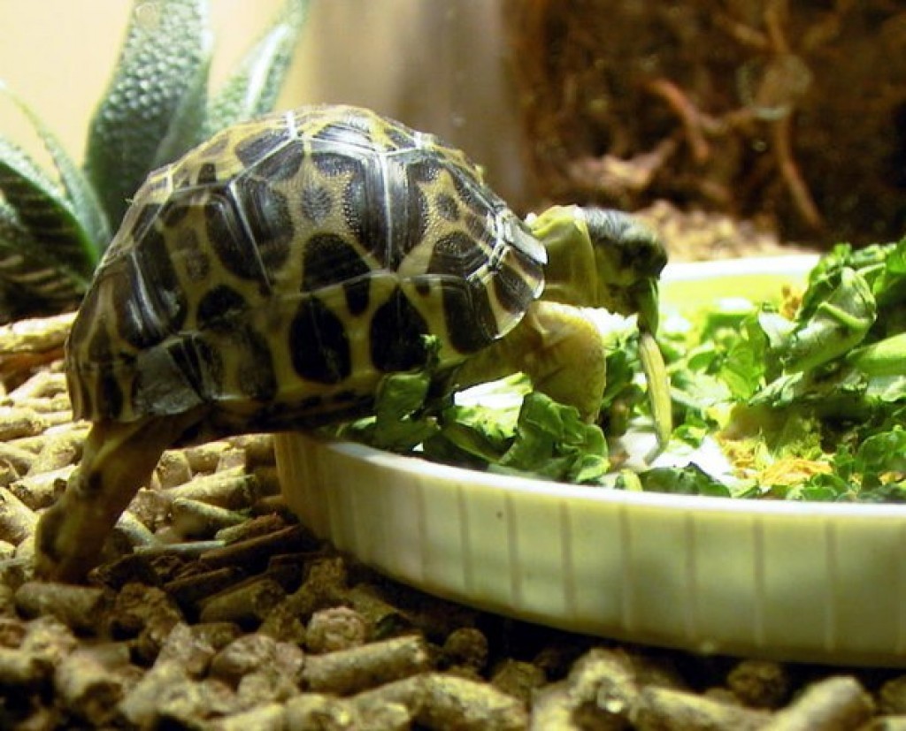 Чем кормить черепах в домашних условиях