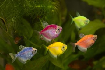 Светящаяся данио GloFish – справится даже новичок