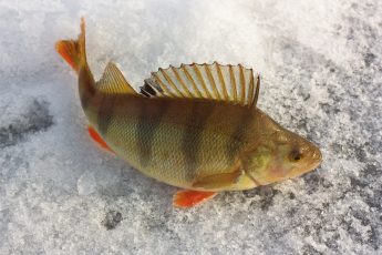Зимняя рыбалка на окуня